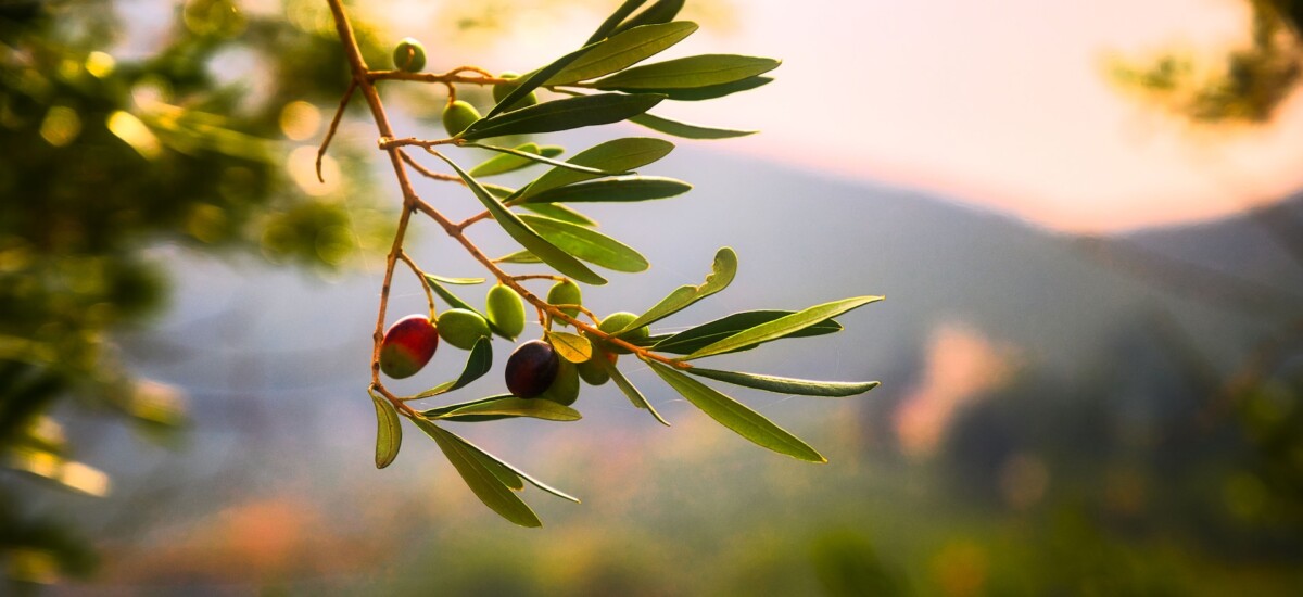 olio d'oliva degustazione frantoio