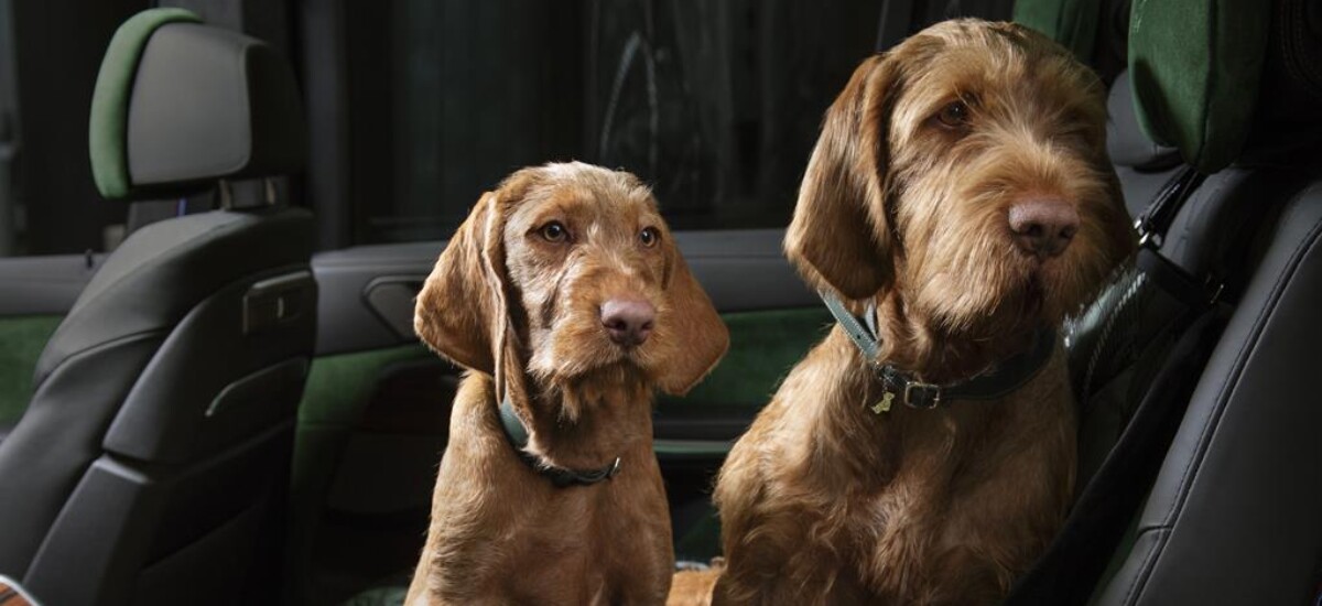 poldo dog couture x bmw collezione di lusso per cani in auto