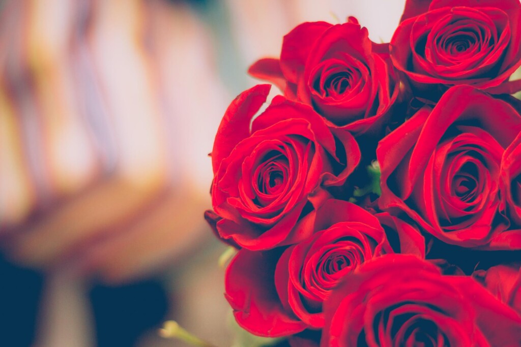 rose rosse