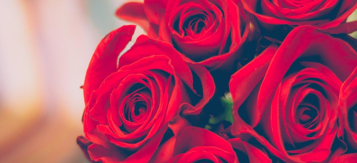 rose rosse